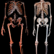 Neanderthal (left) and modern human skeleton.